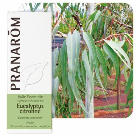 Vietnámi Eukaliptusz Illóolaj - Eucalyptus citriodora | PRANARÔM