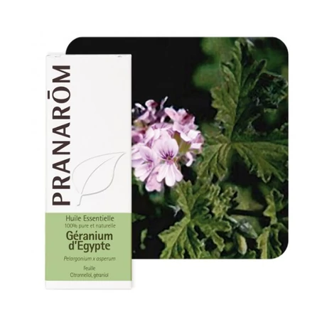 Geránium Illóolaj - Pelargonium asp Egypte | PRANARÔM