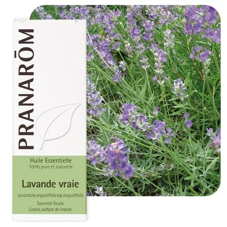 Orvosi levendula illóolaj - Lavandula-angustifolia | PRANARÔM