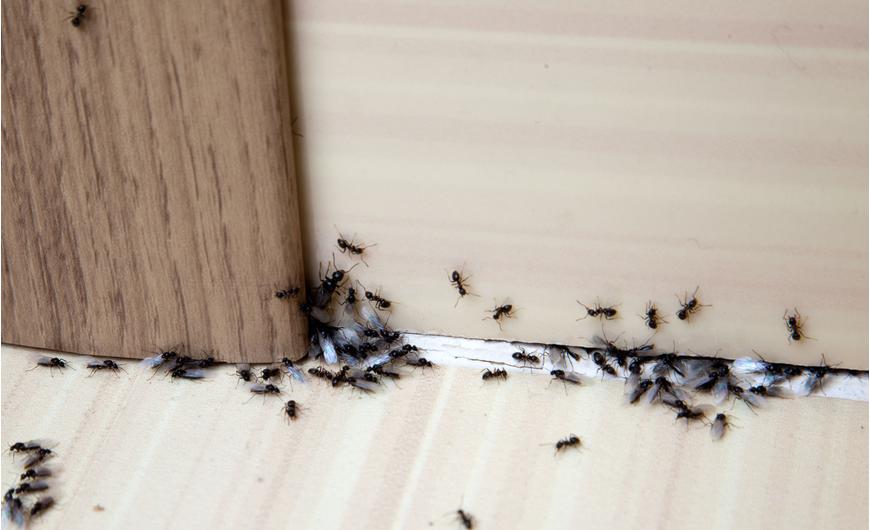 Így előzheted meg a hangyainváziót az otthonodban